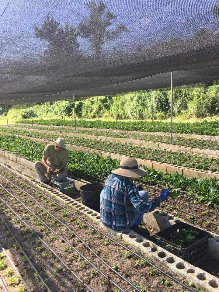 Consulta Agroemprendimiento