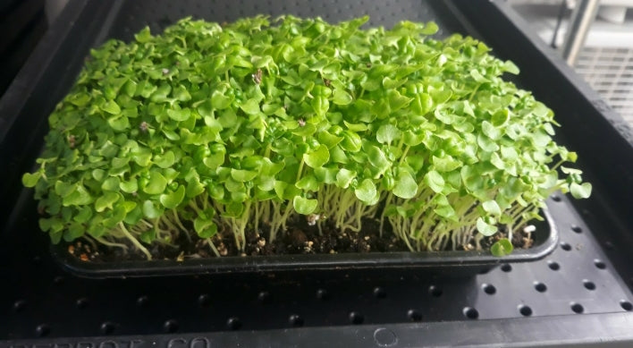 Kit microgreens (mini trays)