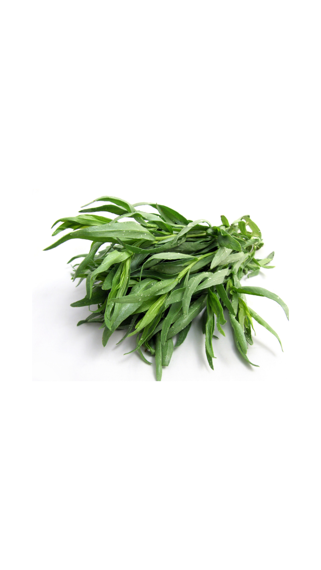 Tarragon
