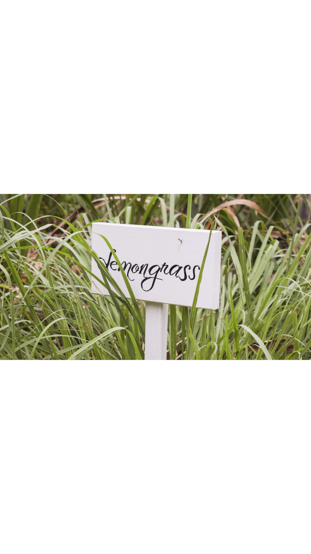Lemongrass (limoncillo)