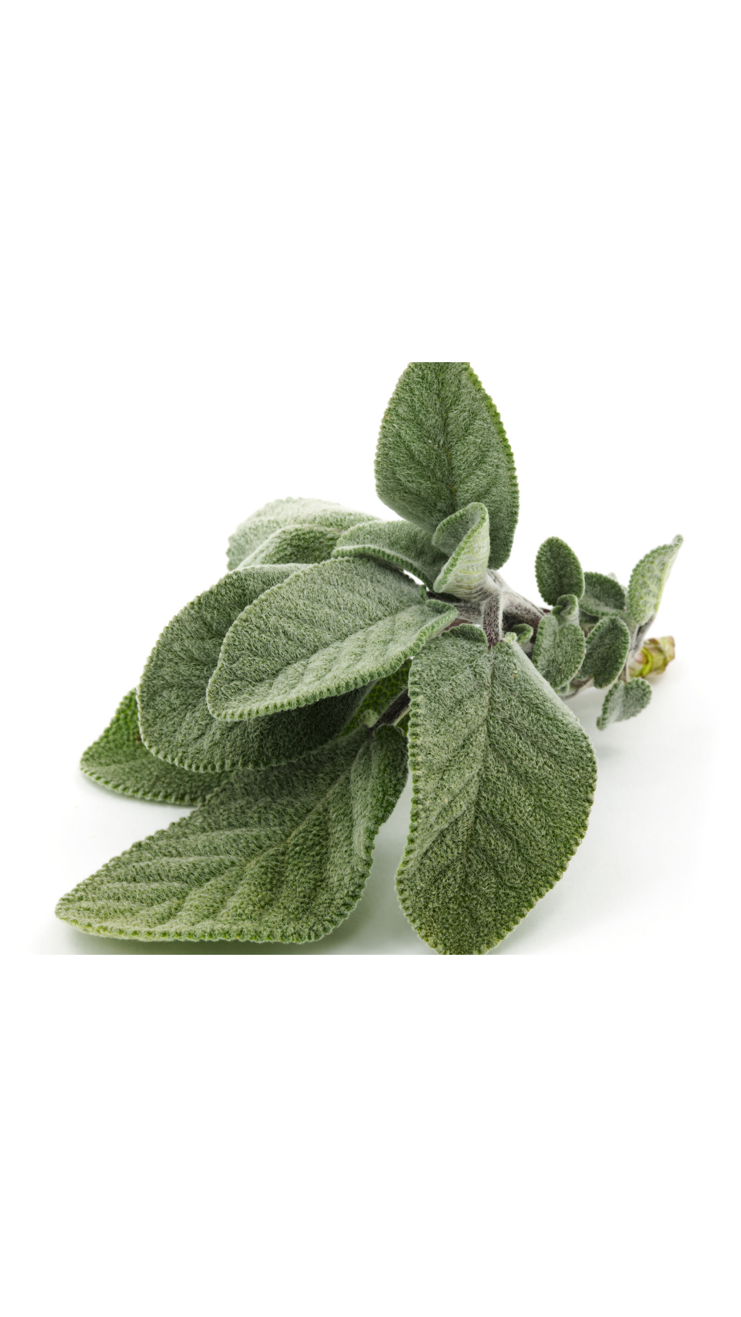 Sage (salvia)