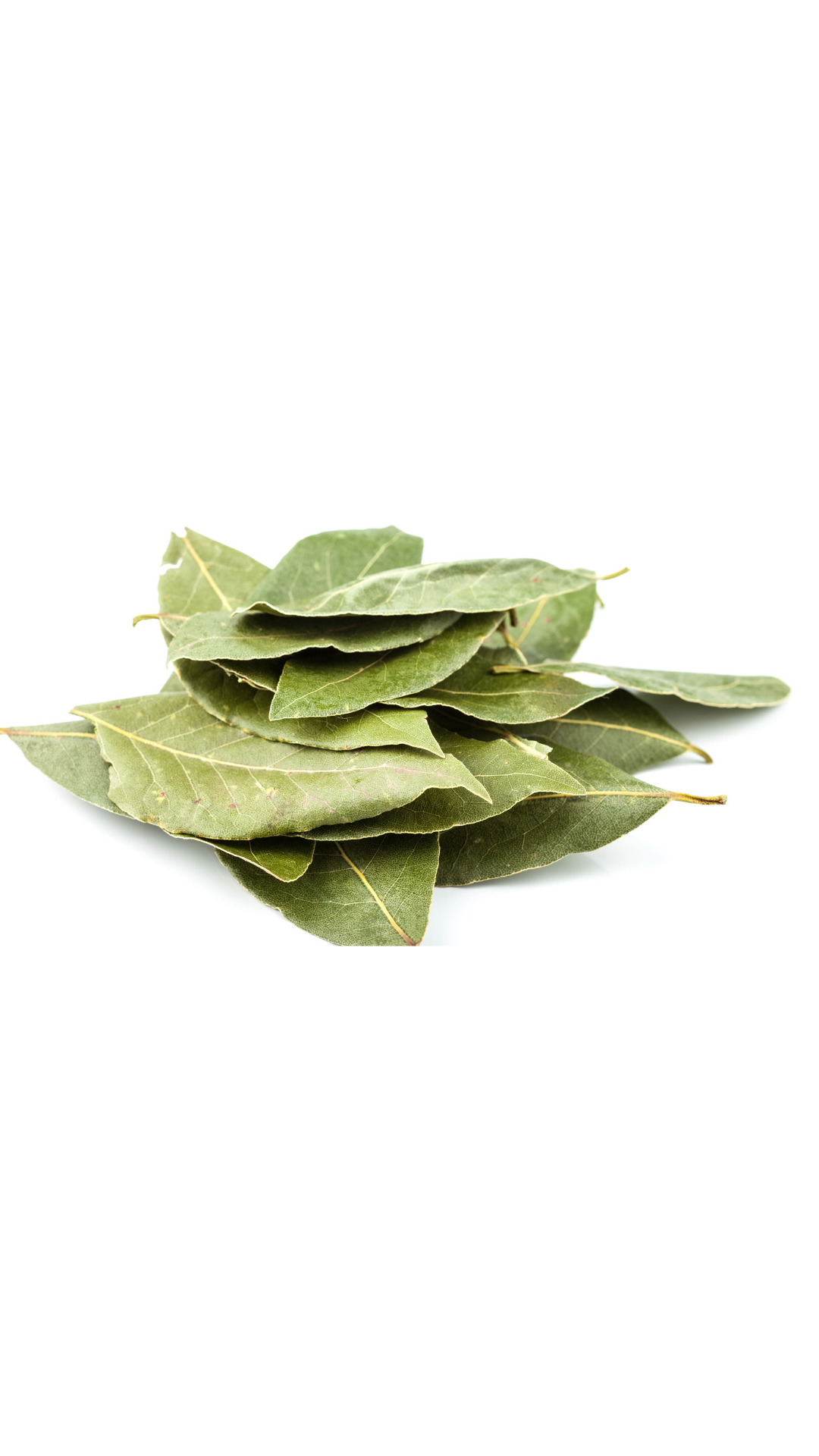 Laurel