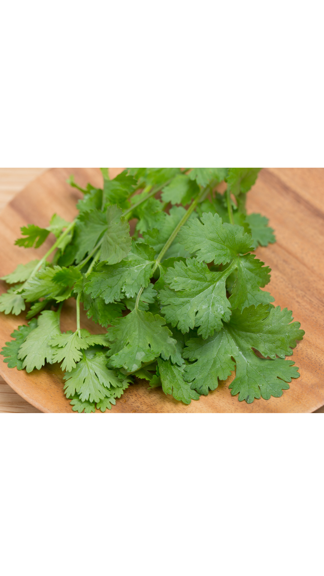 Cilantrillo