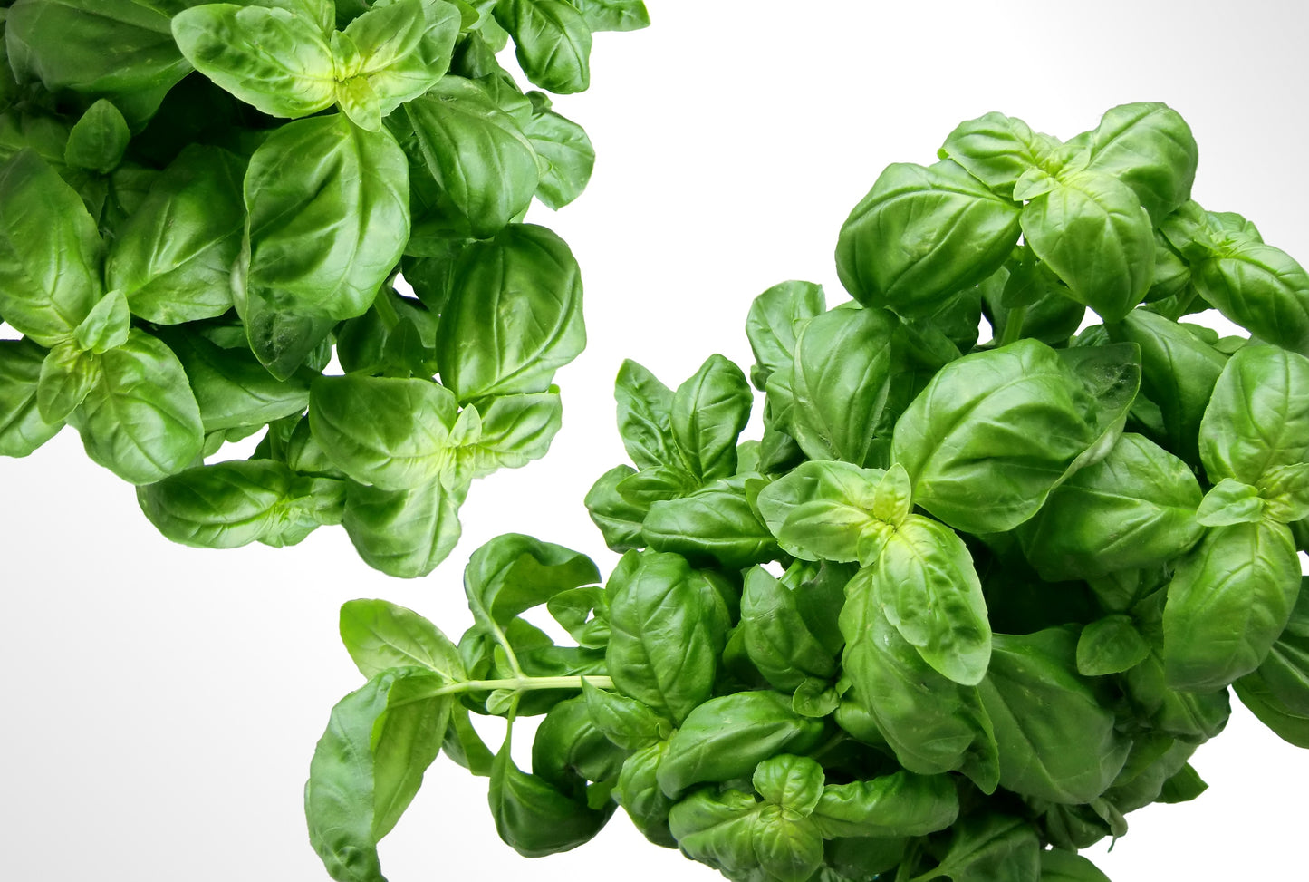 Albahaca (Basil)