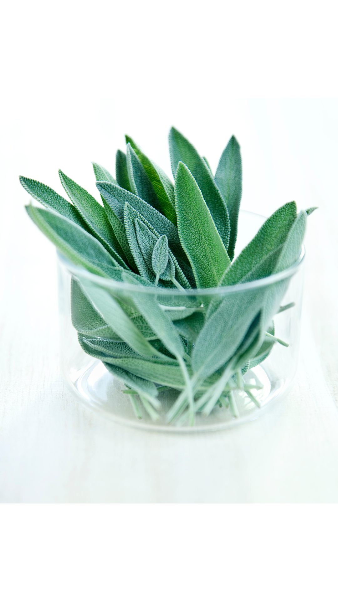 Sage (salvia)