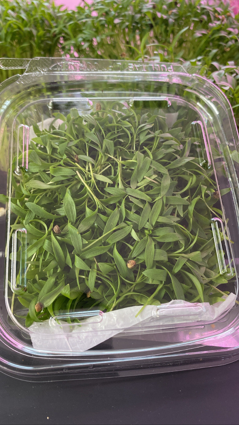 Micro cilantro