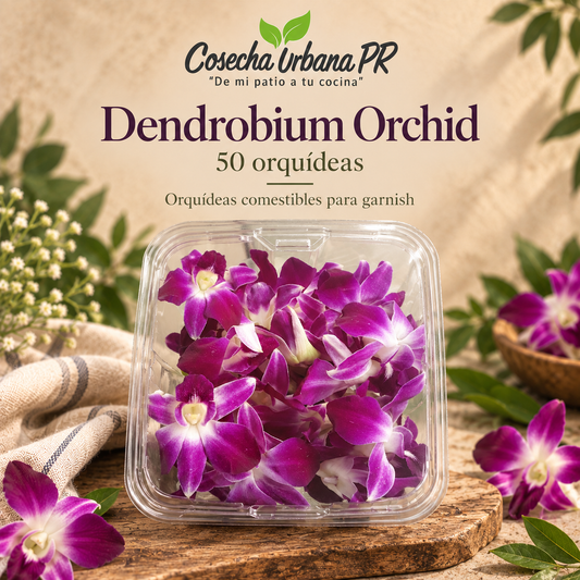 Dendrobrium Orchid