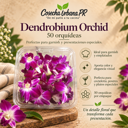 Dendrobrium Orchid