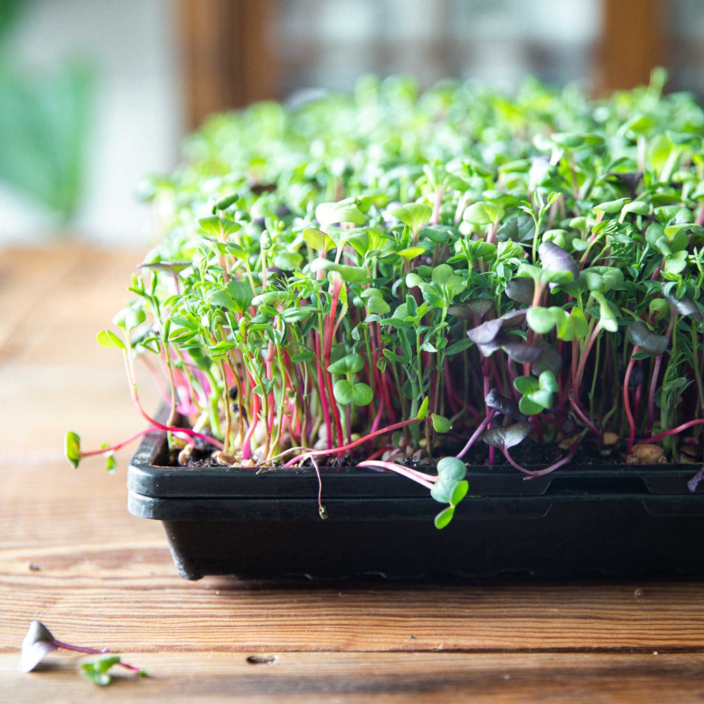 Taller de Siembra de Microgreens Online