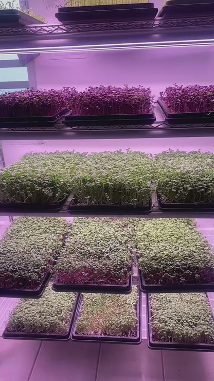 Full Rack de siembra de microgreens