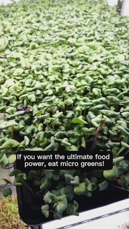 Full Rack de siembra de microgreens