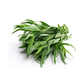 Tarragon