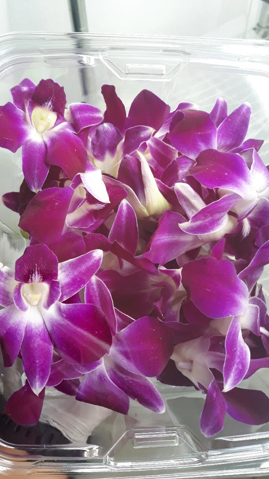 Dendrobrium Orchid